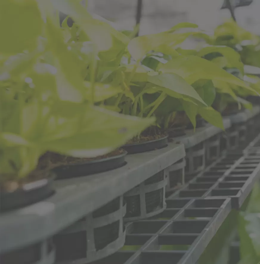 การเกษตรในร่ม